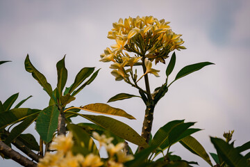 bali flowers on blue sky