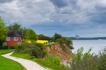 Frühling an der Ostsee am Timmendorfer Strand mit einem blühendem Rapsfeld in den Dünen