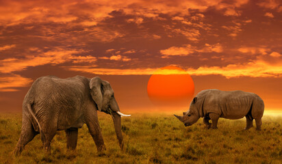 Elephant and rhino at sunset. African background of amazing sunset and sunrise © Belikova Oksana