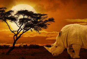 Rhino at sunset. African background of amazing sunset and sunrise - obrazy, fototapety, plakaty