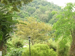 Beautiful view of the green forest 
