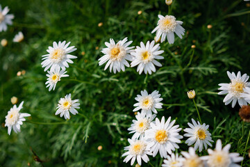 Fototapeta premium daisies in the grass