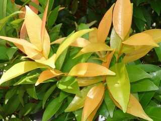 Red and yellow leaf in the green plants