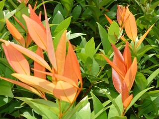 Red and yellow leaves in the green plants