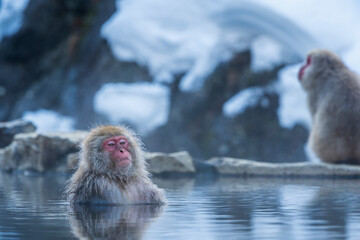 Fototapeta premium Travel Asia. Red-cheeked monkey. Monkey in a natural onsen hot spring , located in Snow Monkey. Hakodate Nagano, Japan.