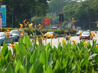 Yellow tropical flowers in the garden