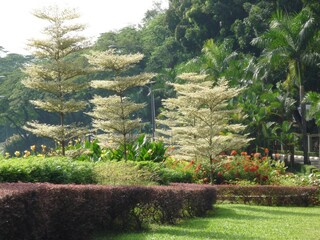 White leafs on the green trees