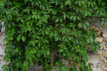 Ivy leaves on old grunge stone wall. Natural summer abstract background. copy space.