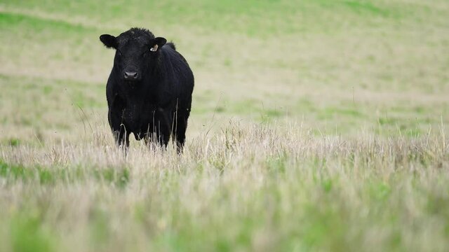 Close up of Angus and Murray Grey Cows eating long pasture in Australia
