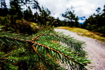 2021 05 15 Cortina detail of pine