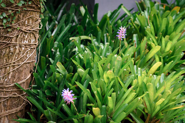 Obraz premium flowers in the garden
