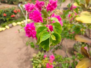 Fototapeta premium flowers in the garden