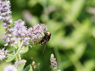 Volucella zonaria | Volucelle zonée, faux-frelon, au thorax brunâtre rayé jaune orange et noir, ailes brunâtre