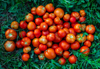 Plakat ripe red tomatoes lying in a heap on green grass