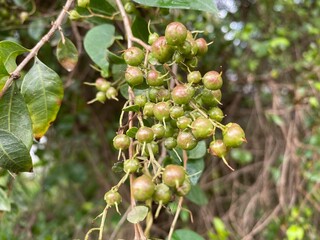 Hena green seeds Branch