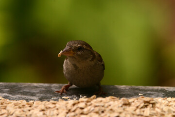 Spatz, Sperling am Futterplatz