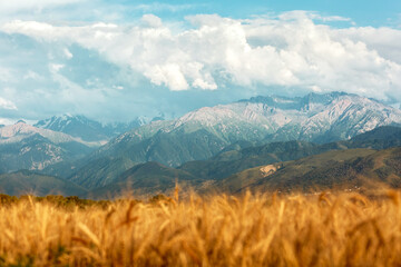 Wheat Field in the mountains