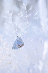Motyl niebieski Modraszek ( Polyommatus icarus )