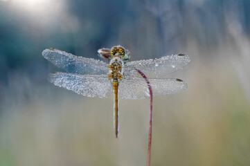 Ważka Szablak zwyczajny - Sympetrum vulgatum © Iwona