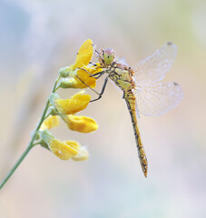 Ważki Szablak zwyczajny - Sympetrum vulgatum © Iwona