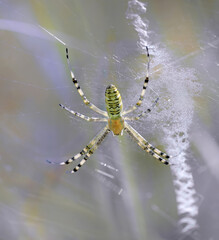 Pająk Tygrzyk paskowany - Argiope bruennichi