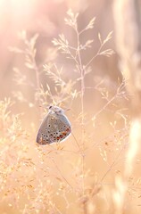 Macro Motyl - Polyommatus icarus  © Iwona