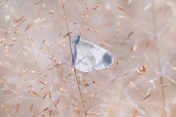 Biały motyl Leptidea sinapis w trawach © Iwona