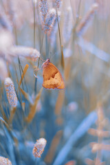 Motyl - Maniola jurtina   © Iwona