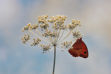 Motyl  - Maniola jurtina © Iwona