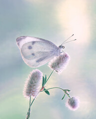 Motyl Pieris brassicae  - obrazy, fototapety, plakaty