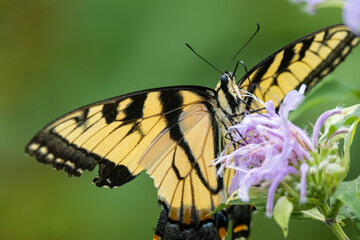 Tiger Swallowtail butterfly on flower