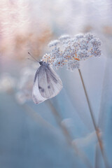 Motyl Pieris brassicae  © Iwona