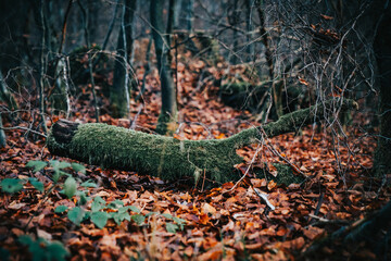 Forest Fall
