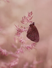 Motyl  © Iwona