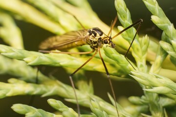 Fototapeta premium fly Nephrotoma quadrifaria on a tree