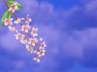 blossoming tree branche on light blue sky background