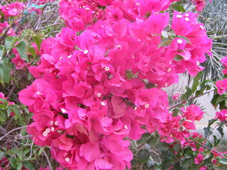 Beautiful flowers and palms vegetation in Sahara, Tunesia