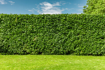 Buchenhecke nach einem Heckenschnitt im Sommer