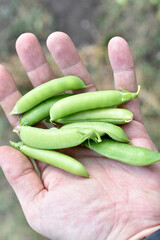 Green ripe pea pods in your hand