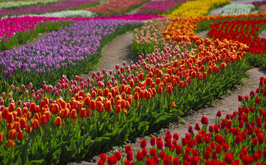 A huge field of bright, blooming tulips in the city park. Beauty of blooming field. Nature background. Spring flowers on a warm sunny day.