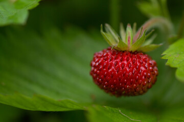 Macro shot of a ripe red wild strawberry or woodland strawberry on a plant hanging over a green leaf