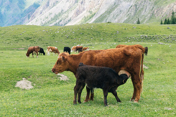 The cow feeds the calf in the meadow. 