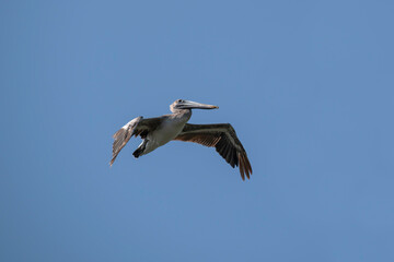 Fototapeta na wymiar Brown Pelican in flight against a blue sky.