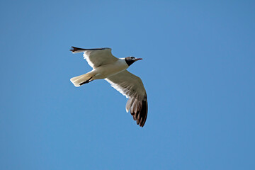 Bonaparte's Gull flying overhead with outstretched wings.
