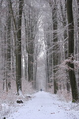 Eisiger Wintertag im Wald 