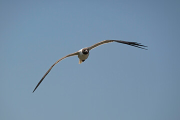 Fototapeta na wymiar Bonaparte's Gull flying against a blue sky.