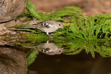 chaffinch drinking and reflecting in the water of the forest pond  (fringilla coelebs)