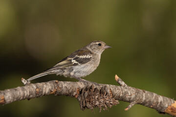 female chaffinch perched on a dry pine branch (fringilla coelebs)