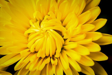 Vibrant yellow flower extreme macro close up, scientific name Chrysanthemum x grandiflorum Ramat. Asteraceae , Beauty in nature background or wallpaper