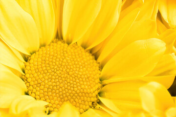 Vibrant yellow daisy sunflower extreme macro close up shot selective focus and gradually going out of focus petals. Beauty in nature background or wallpaper fine art
